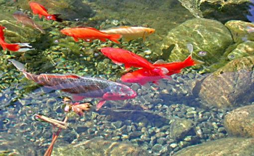 vissen in een vijver met helder water